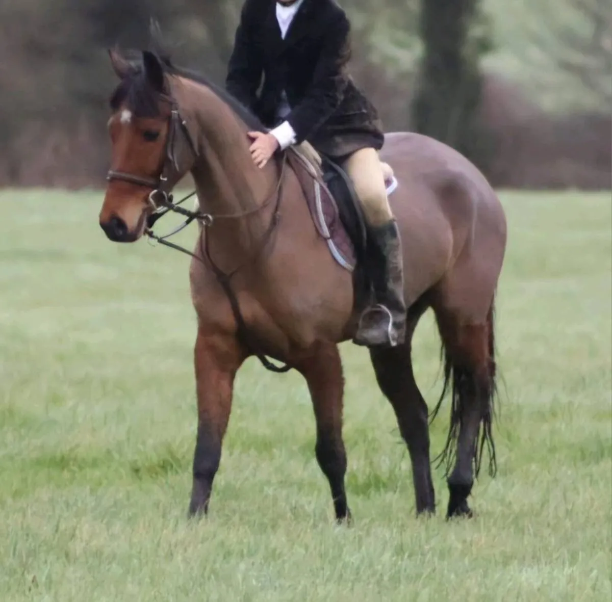 138 Eventing/All Rounder Pony - Image 1