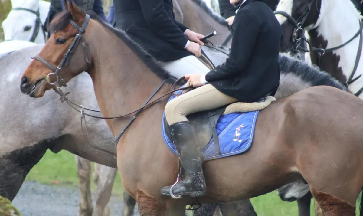 138 Eventing/All Rounder Pony - Image 3