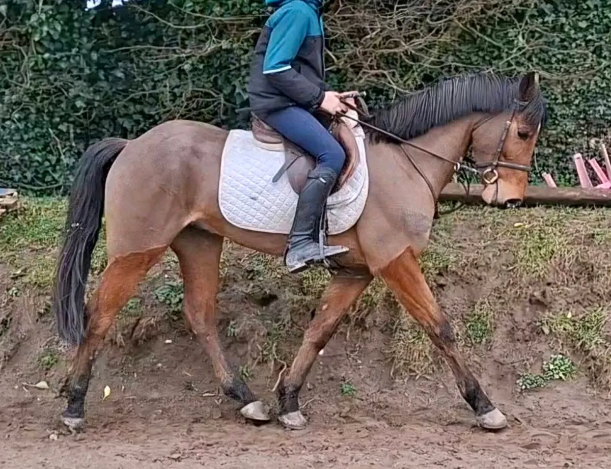 138 Eventing/All Rounder Pony - Image 4