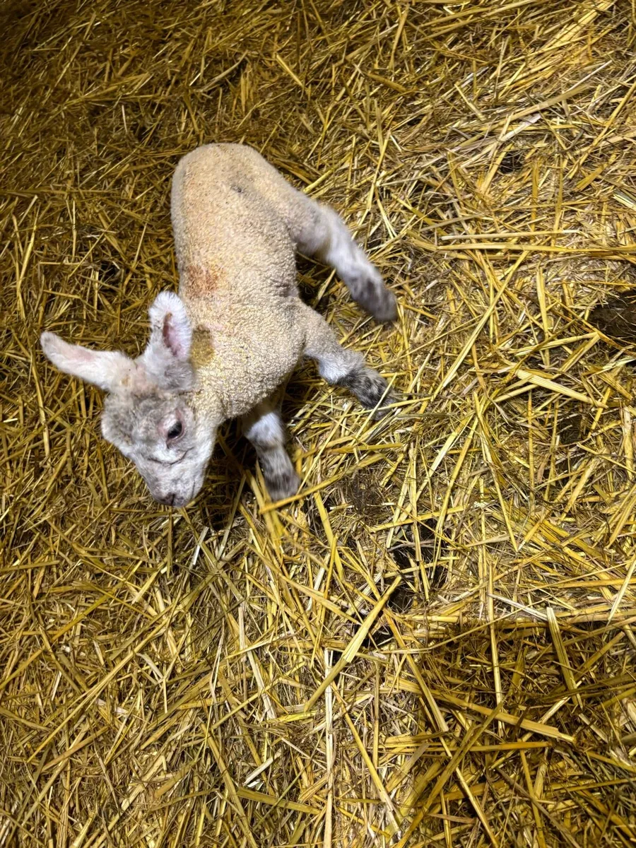 Foster lamb - Image 1