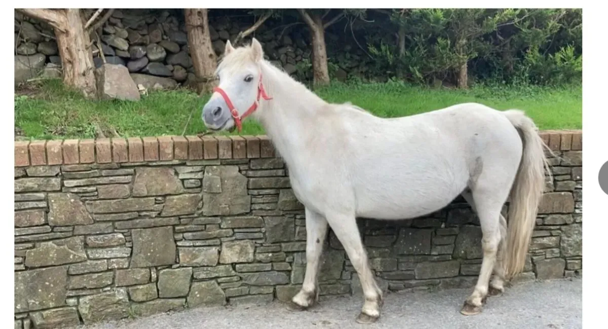 Mare ride drive 4sale - Image 1