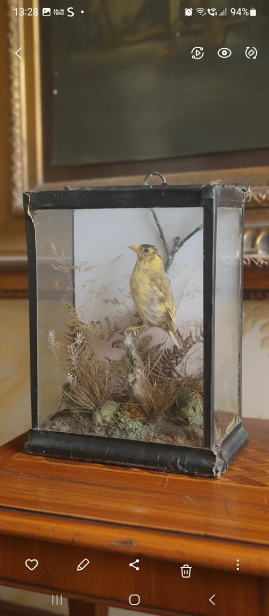 Antique taxidermy