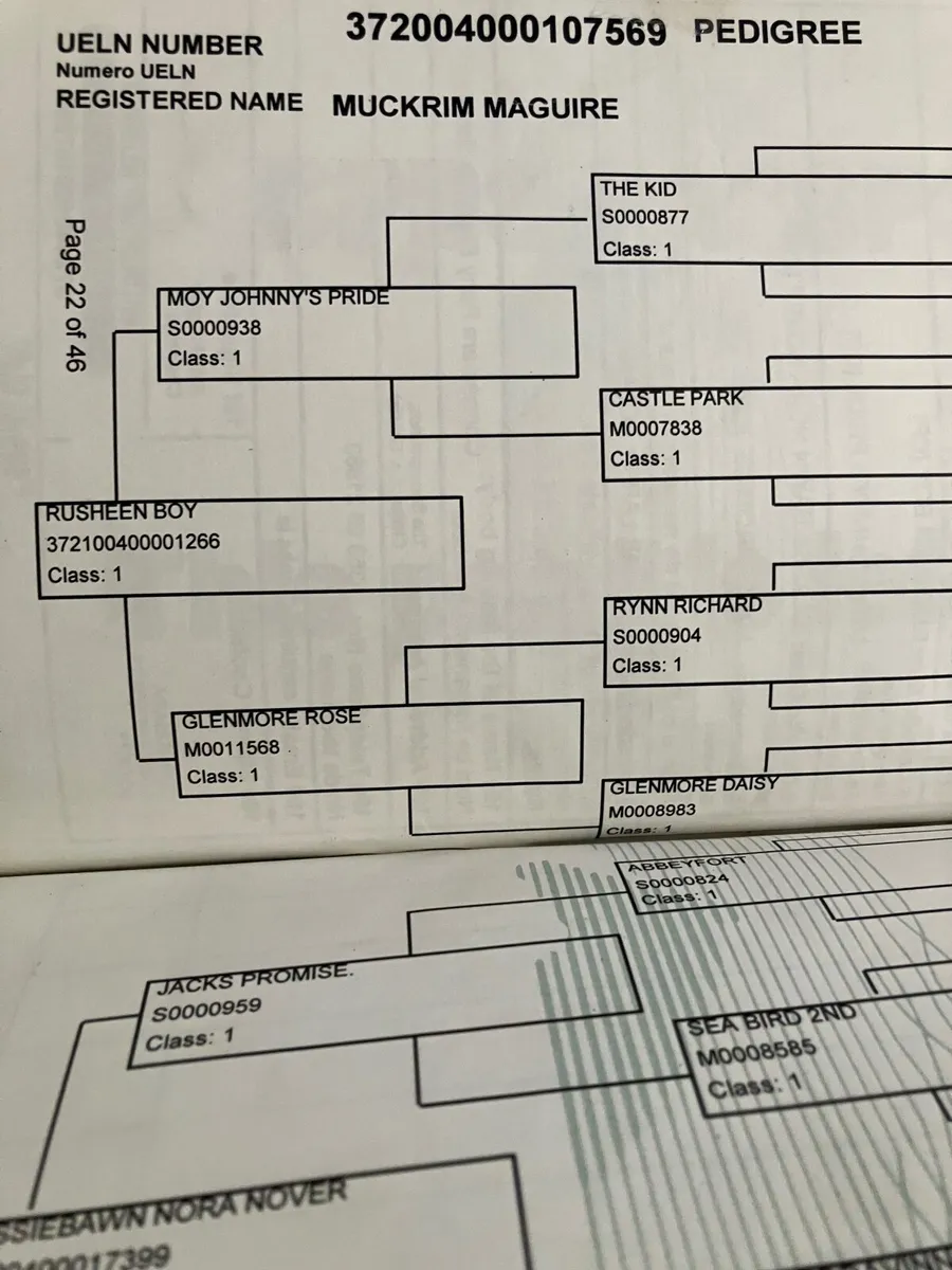 Connemara pony - Image 4