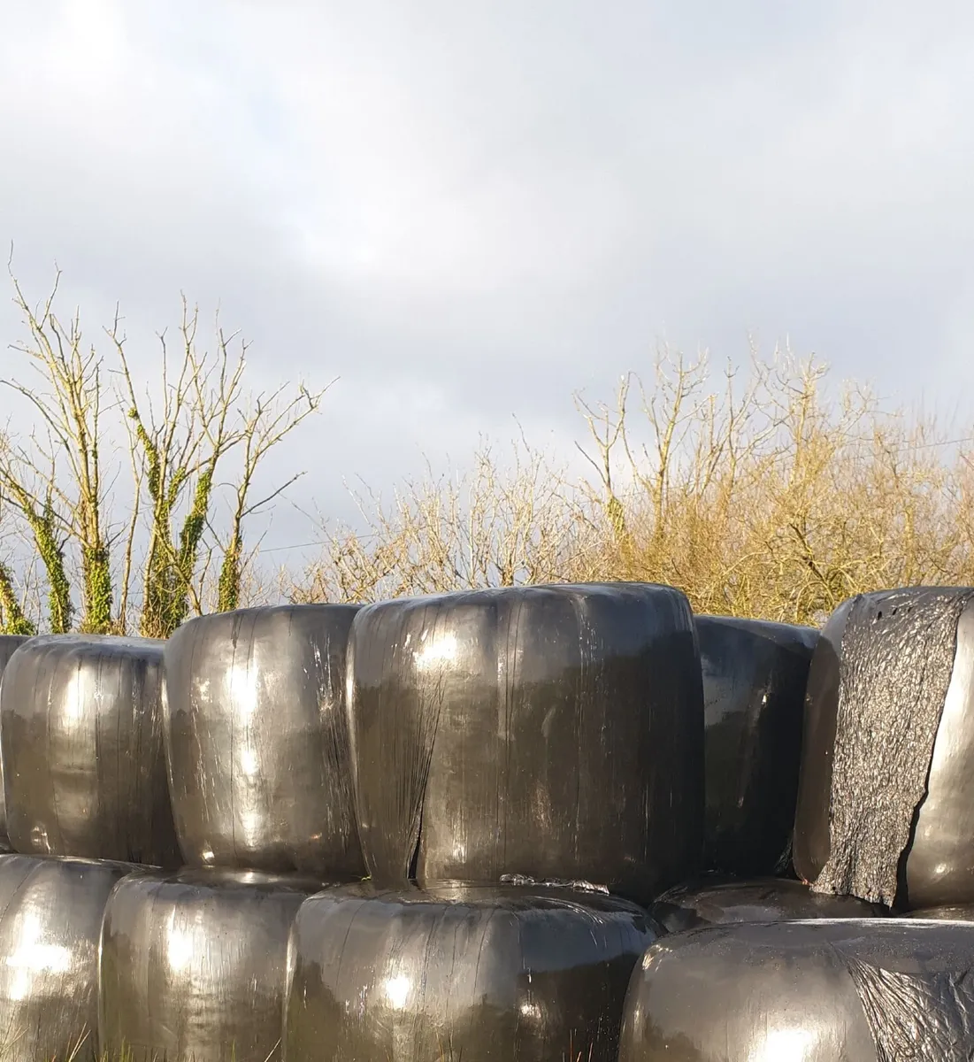 Baled Silage