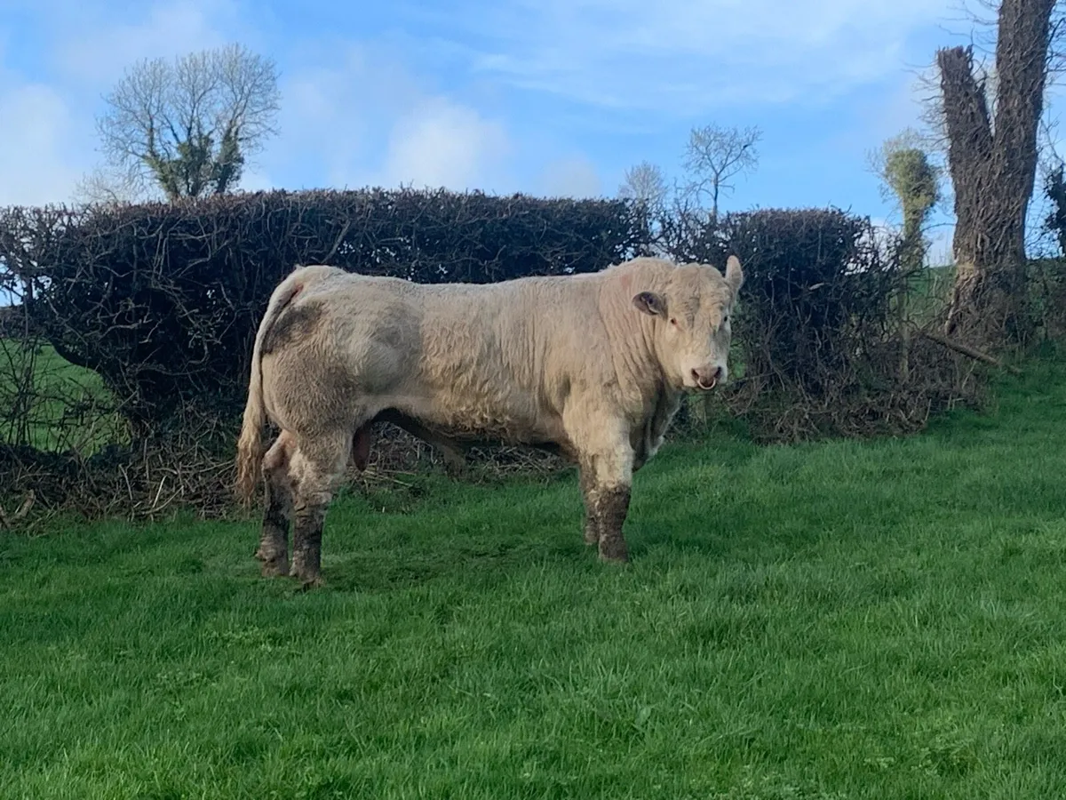 Pure bred Charlois bull - Image 2