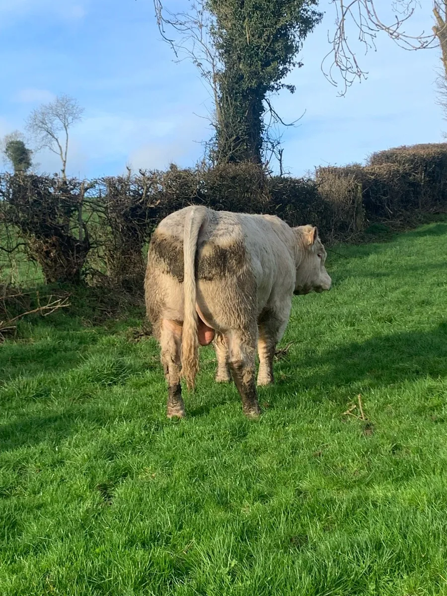 Pure bred Charlois bull - Image 4