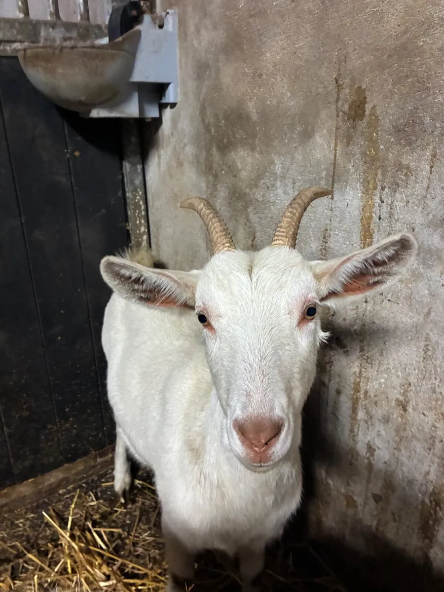 Female Goats - Image 1