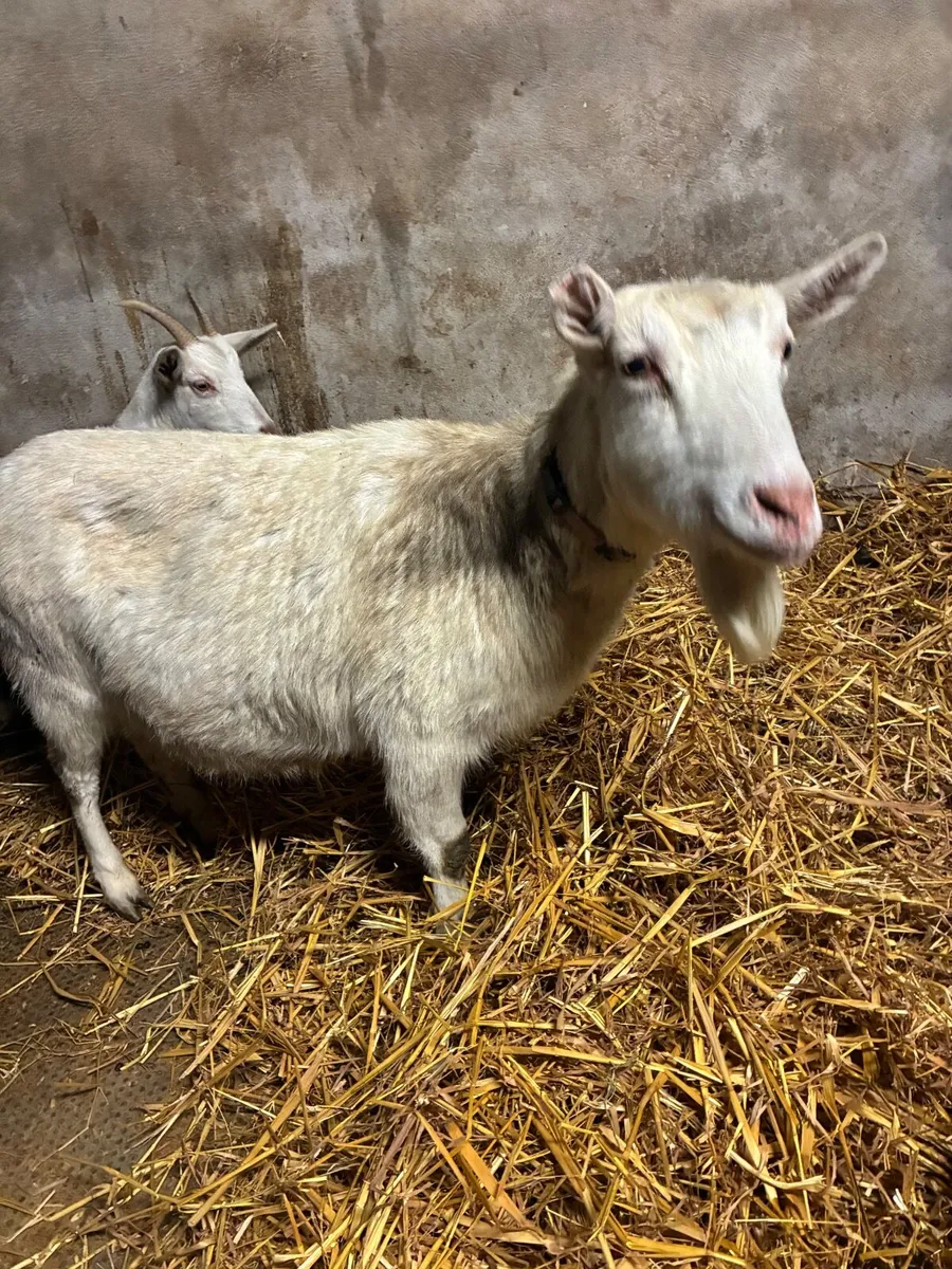 Female Goats - Image 4