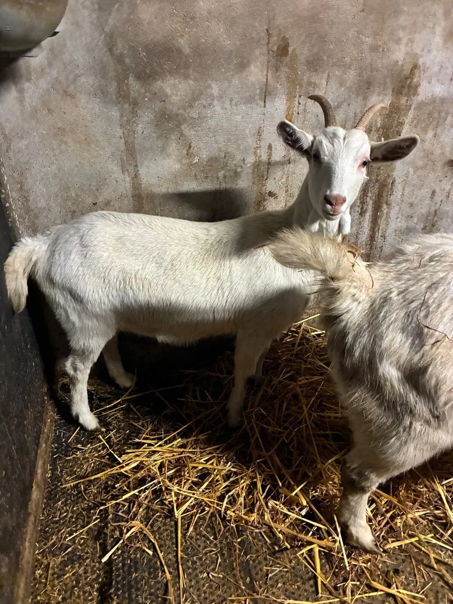 Female Goats - Image 2