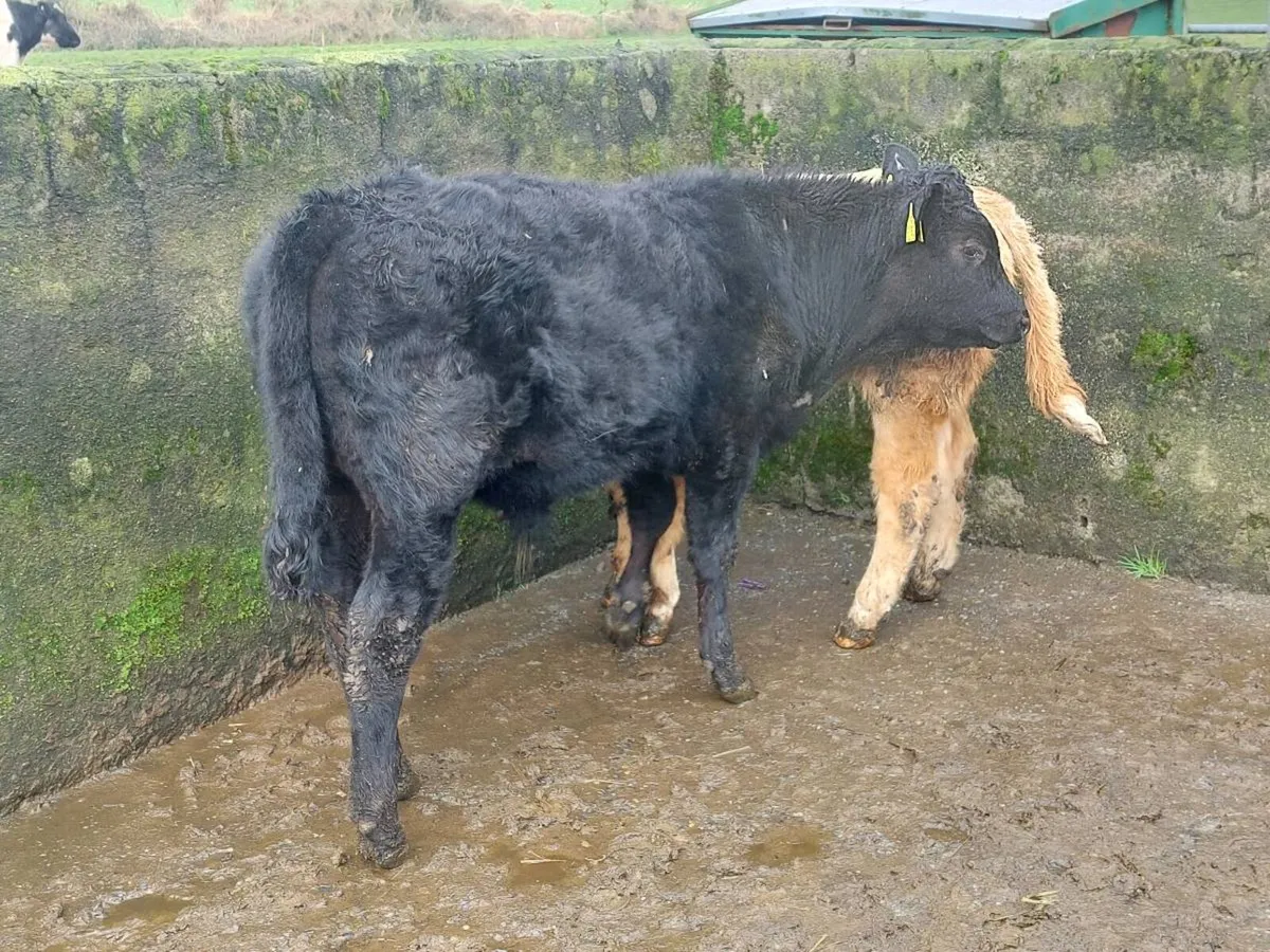 2 bull weanlings for sale - Image 2
