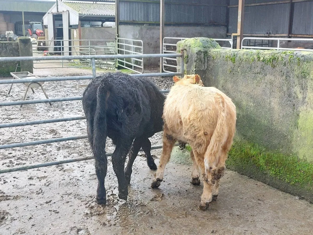 2 bull weanlings for sale - Image 3