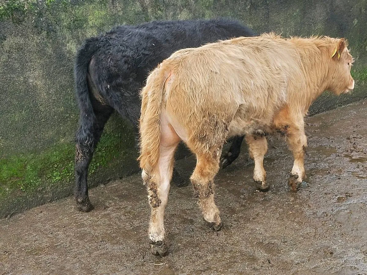 2 bull weanlings for sale - Image 1