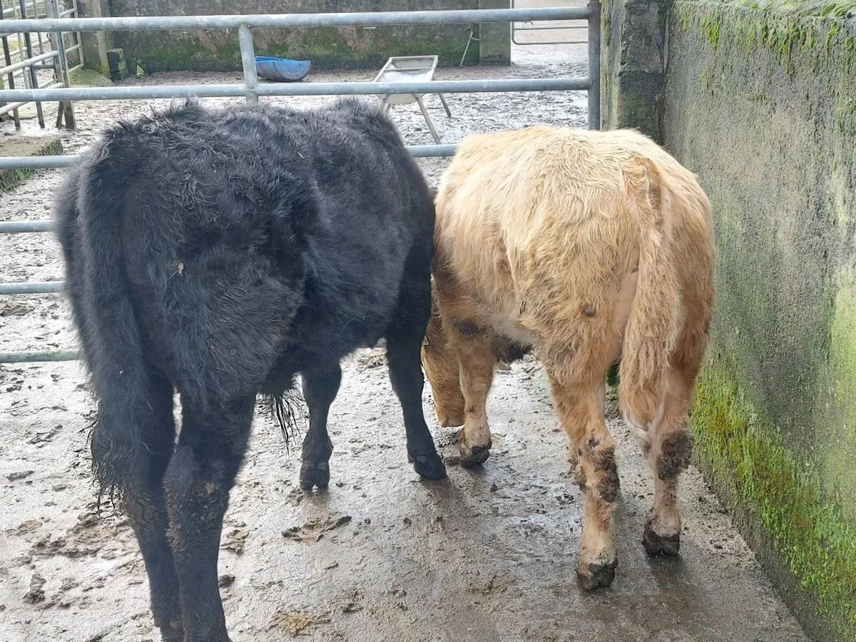 2 bull weanlings for sale - Image 4