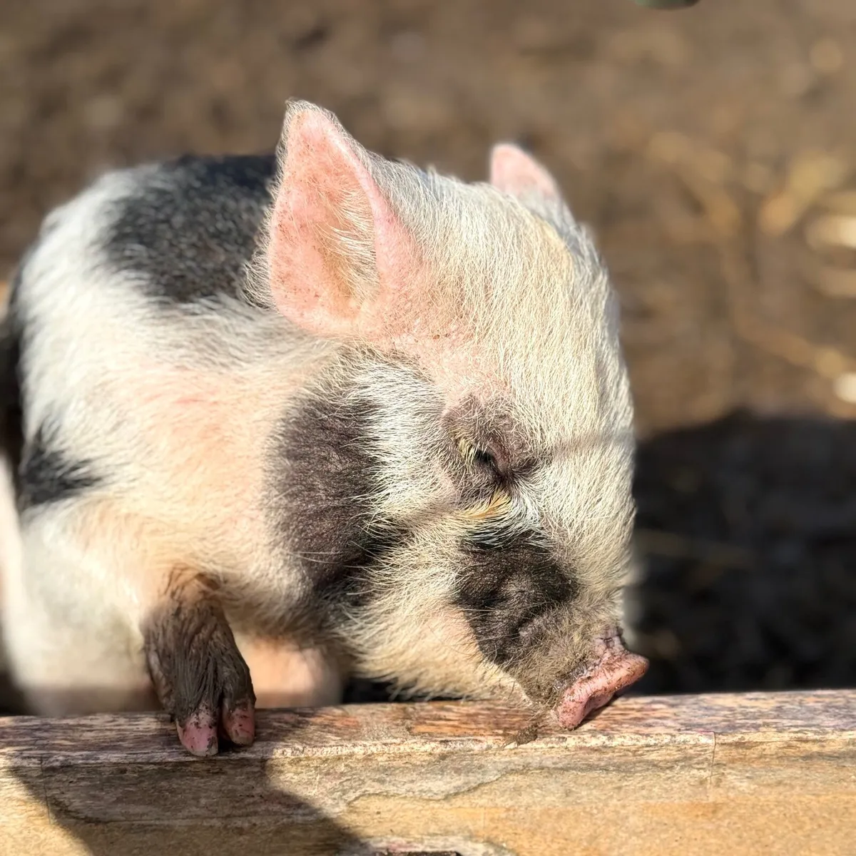 Mini Pigs - Image 1