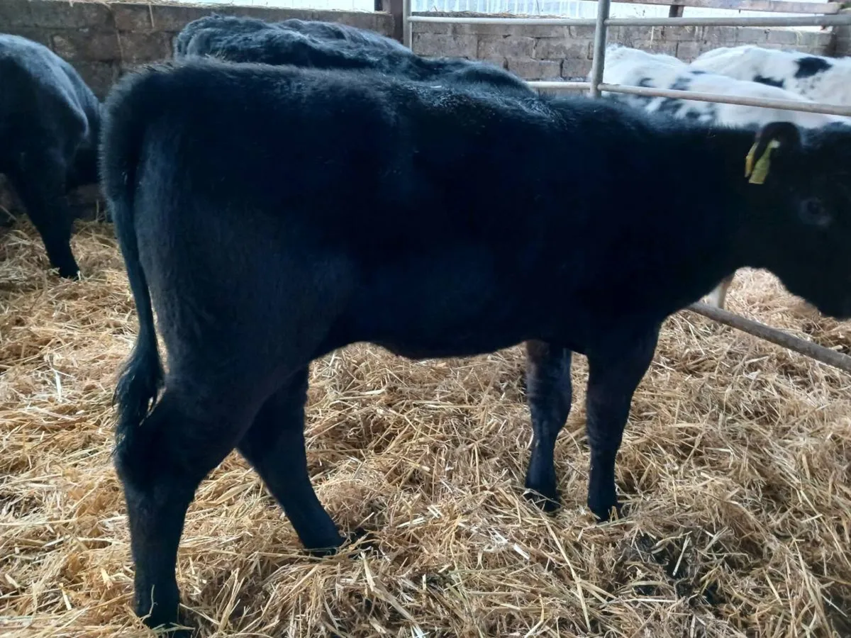 6 AA  weaned heifers - Image 2