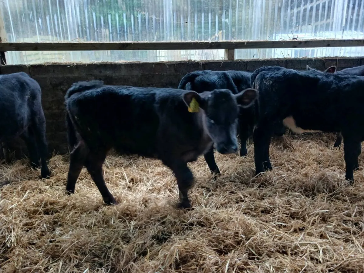 6 AA  weaned heifers - Image 4