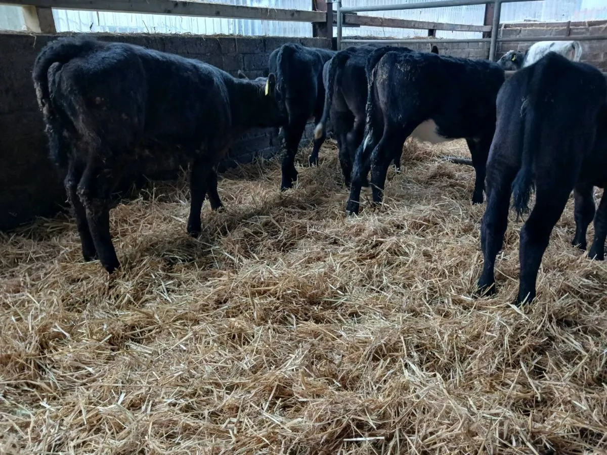 6 AA  weaned heifers - Image 3