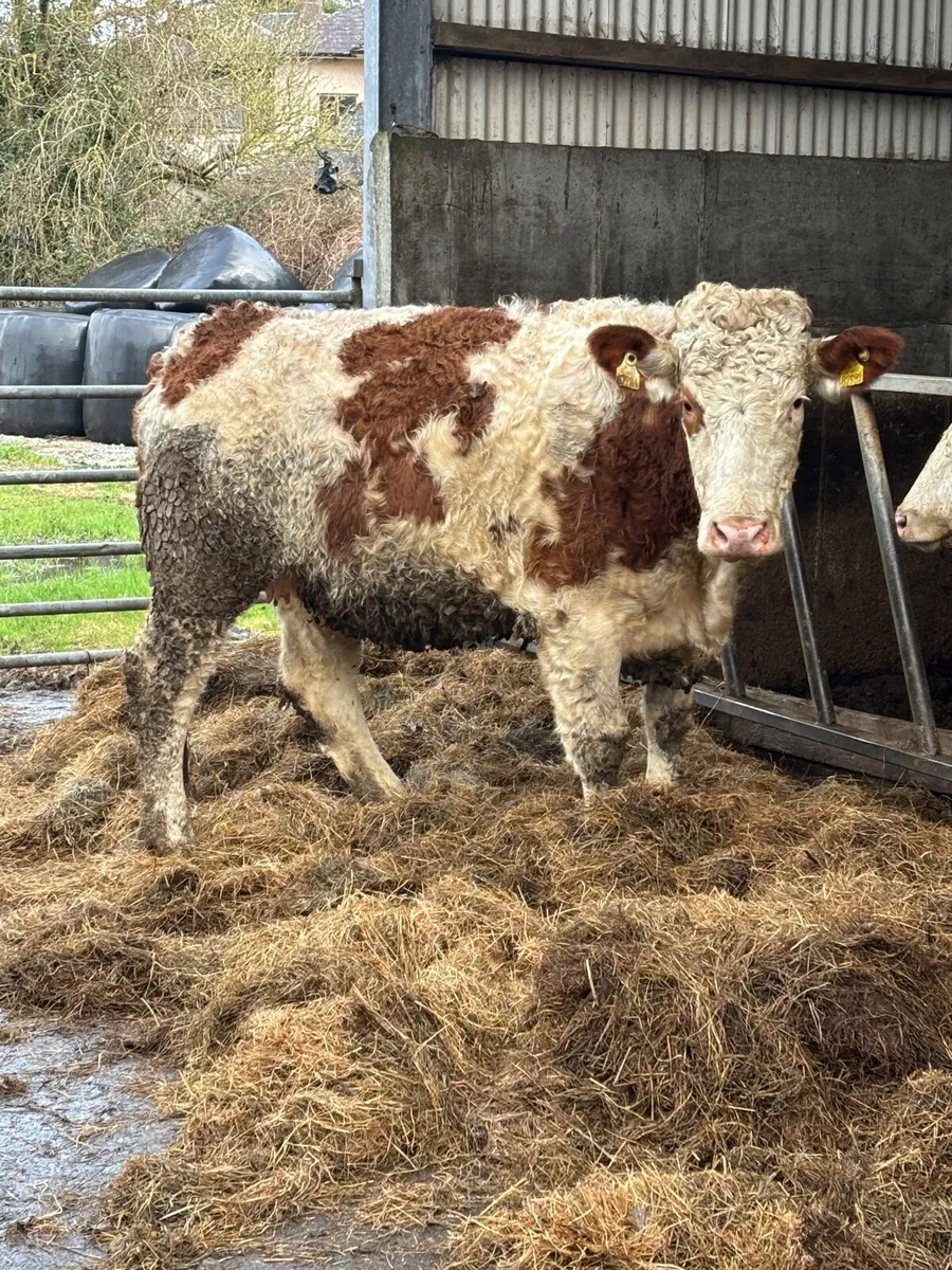 Incalf Simmental heifers - Image 2