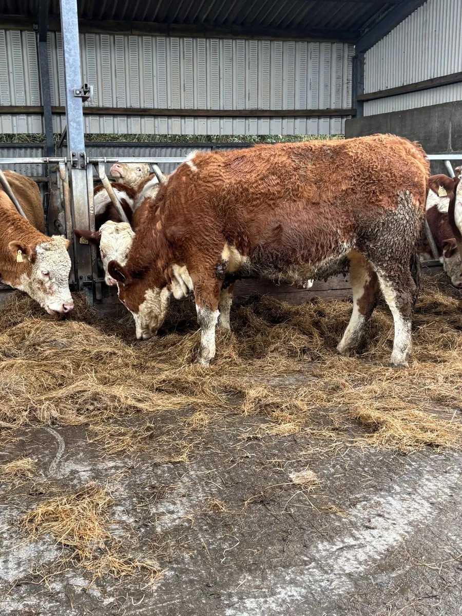 Incalf Simmental heifers - Image 3