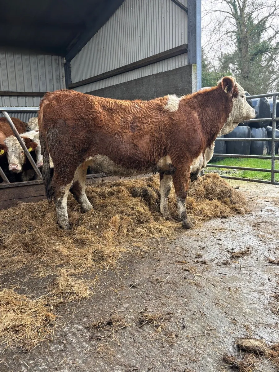 Incalf Simmental heifers - Image 4