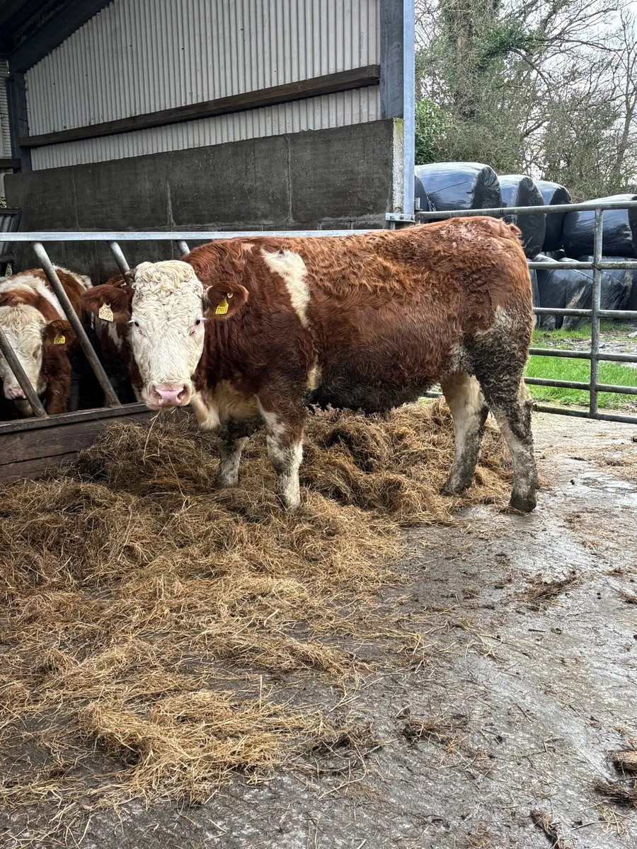 Incalf Simmental heifers - Image 1
