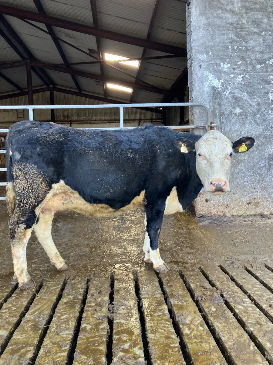 In calf heifer - Image 1