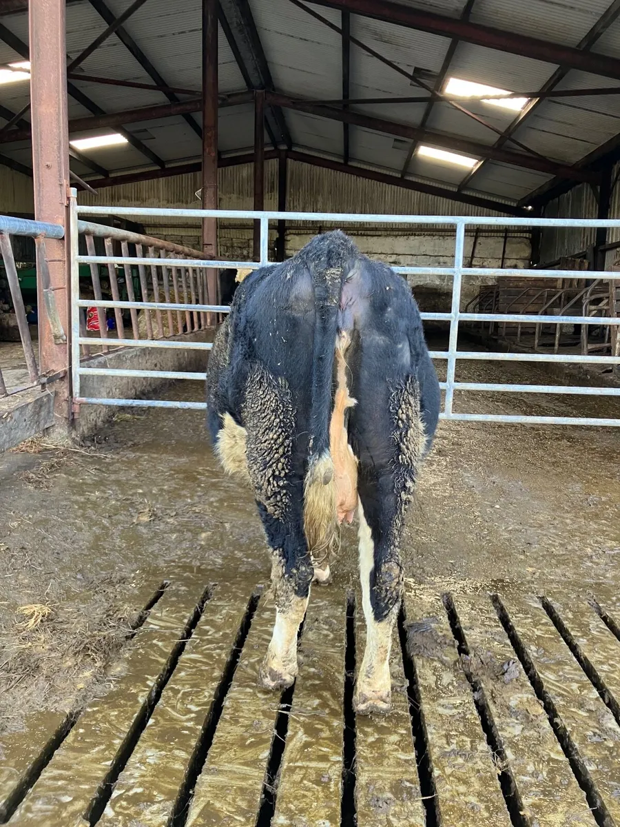 In calf heifer - Image 2