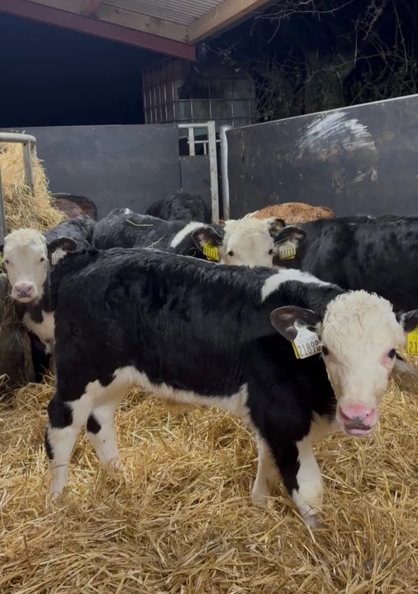 18 savage well reared Hereford calves for sale 🔥 - Image 1