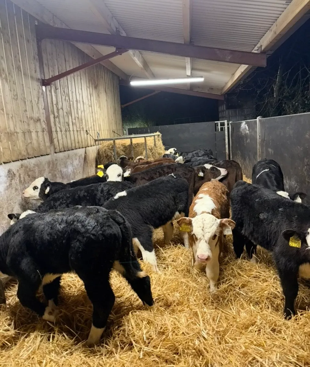 18 savage well reared Hereford calves for sale 🔥 - Image 2