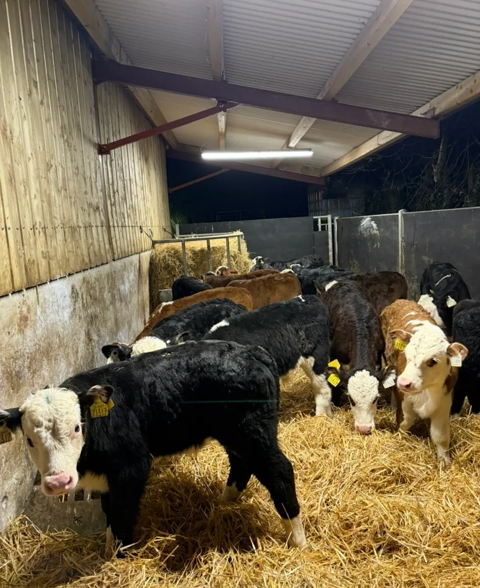 18 savage well reared Hereford calves for sale 🔥 - Image 3