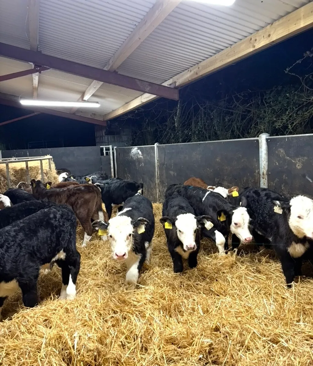 18 savage well reared Hereford calves for sale 🔥 - Image 4