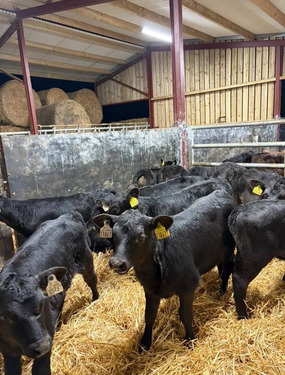 16 super Angus calves for sale - Image 1