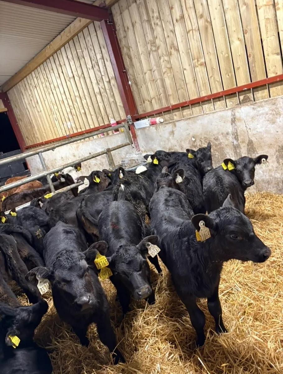 16 super Angus calves for sale - Image 2