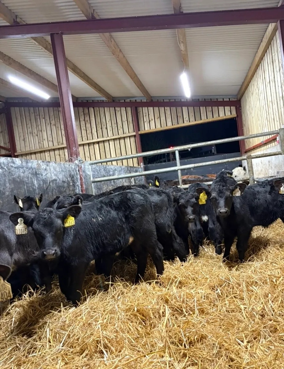 16 super Angus calves for sale - Image 3