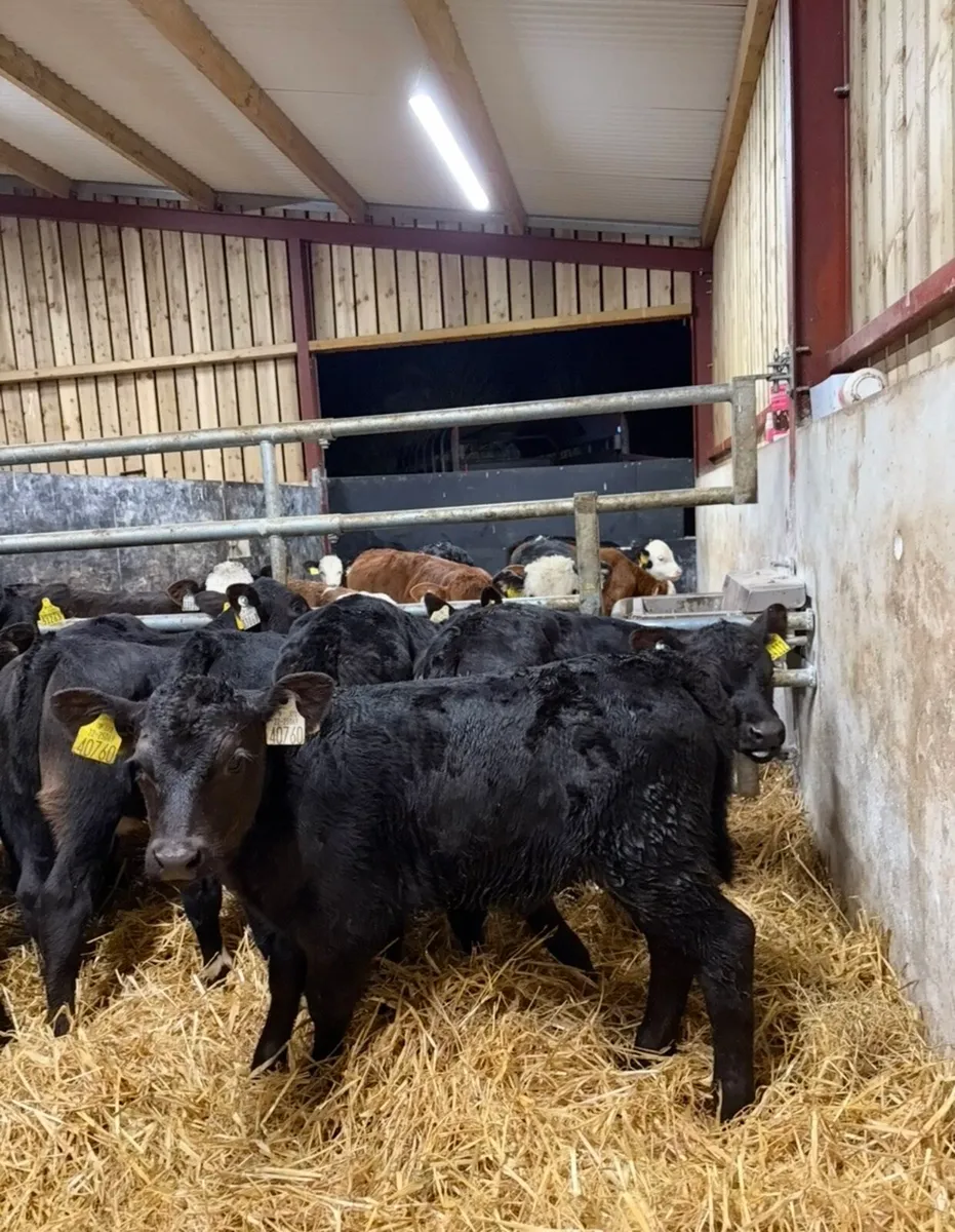 16 super Angus calves for sale - Image 4