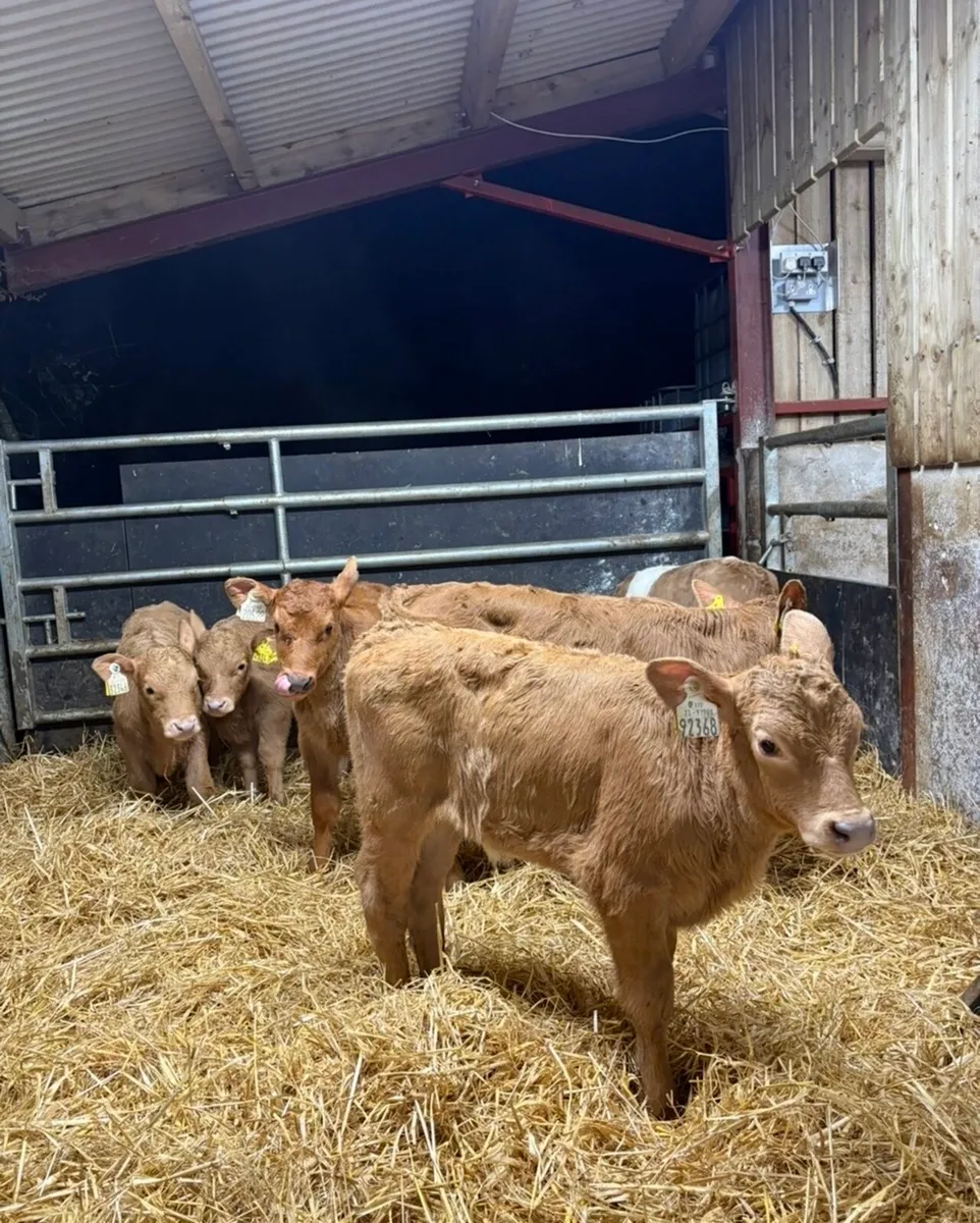 8 super continental calves 🔥 - Image 1