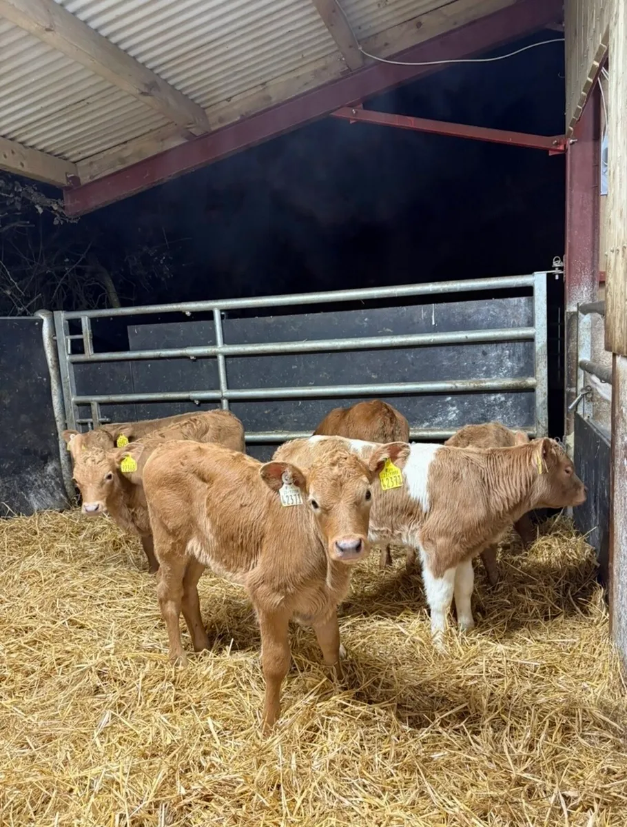 8 super continental calves 🔥 - Image 2