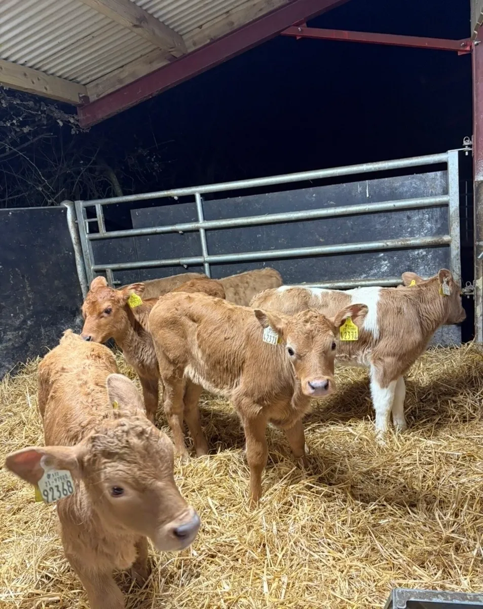 8 super continental calves 🔥 - Image 3