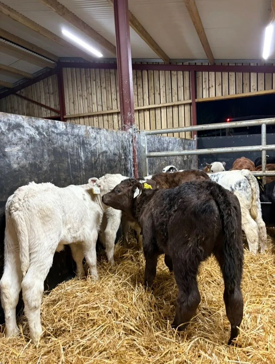 8 smashing continental heifers for sale 🔥 - Image 4