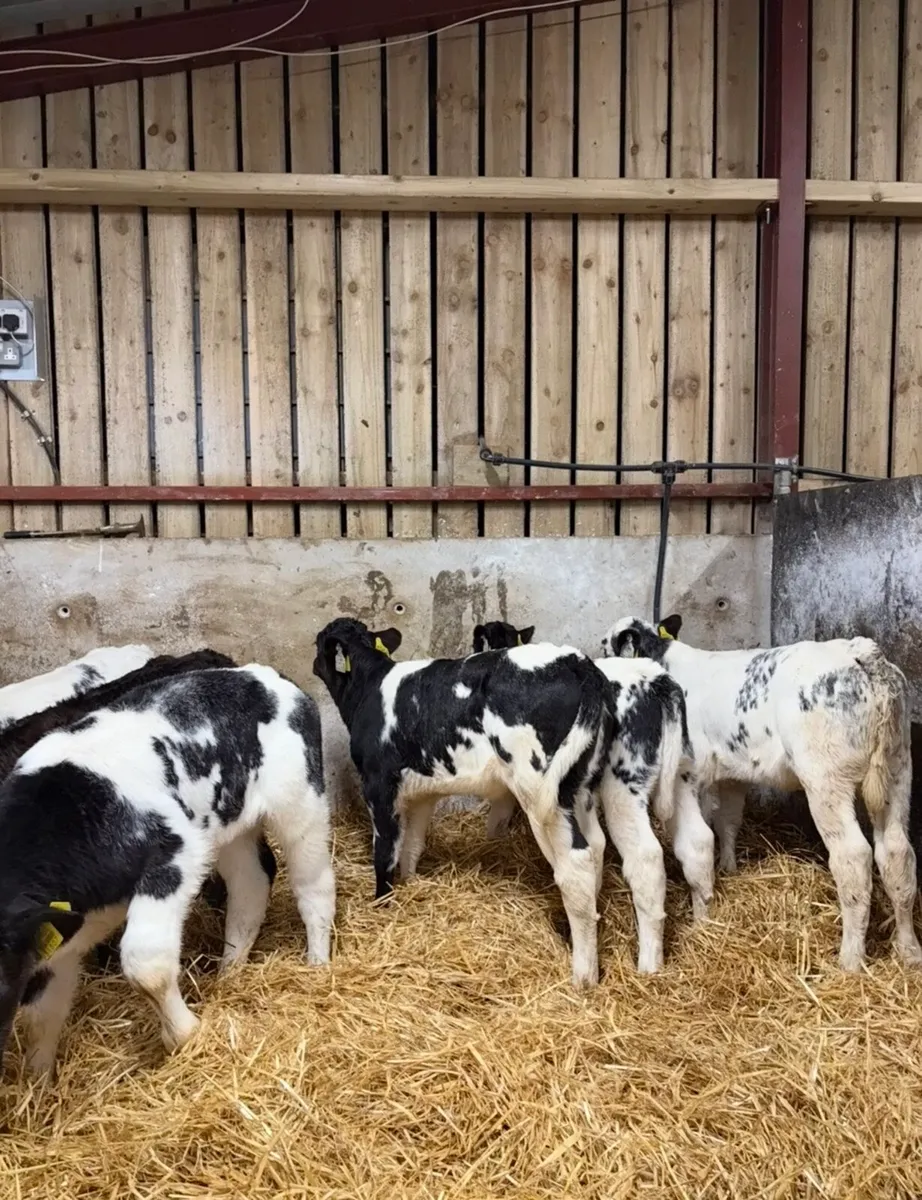 8 smashing continental heifers for sale 🔥 - Image 1
