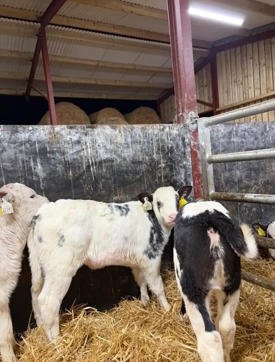 8 smashing continental heifers for sale 🔥 - Image 2