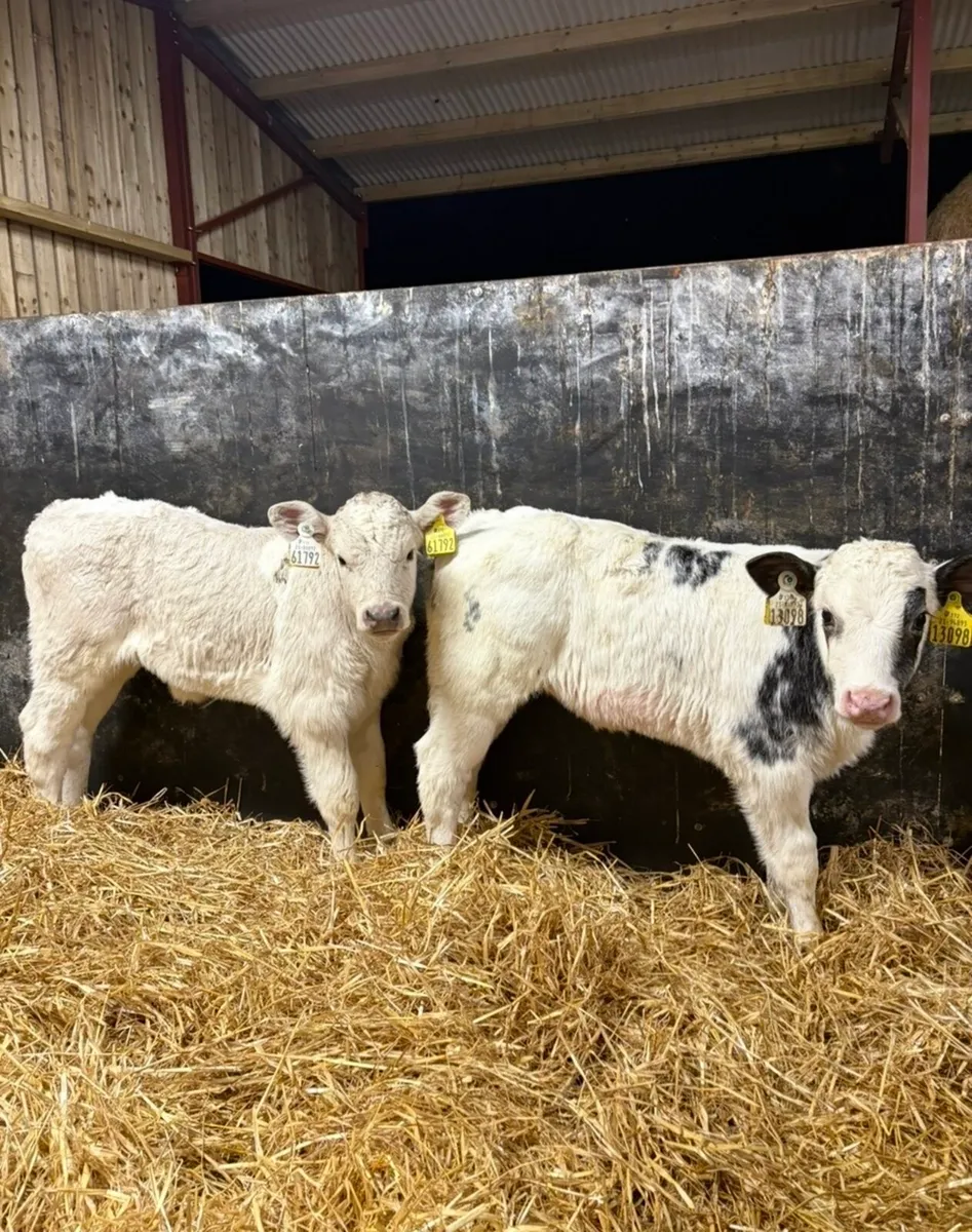 8 smashing continental heifers for sale 🔥 - Image 3