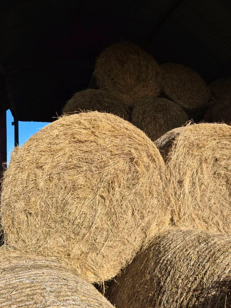 Hay for Sale - Image 1