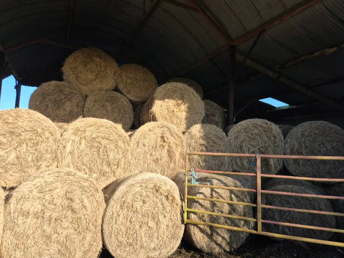 Hay for Sale - Image 3