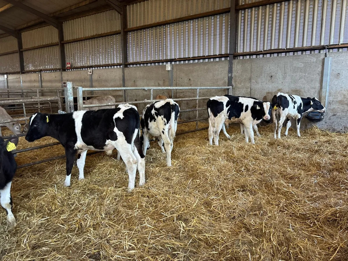 8 super British Frisian bull weanlings - Image 1
