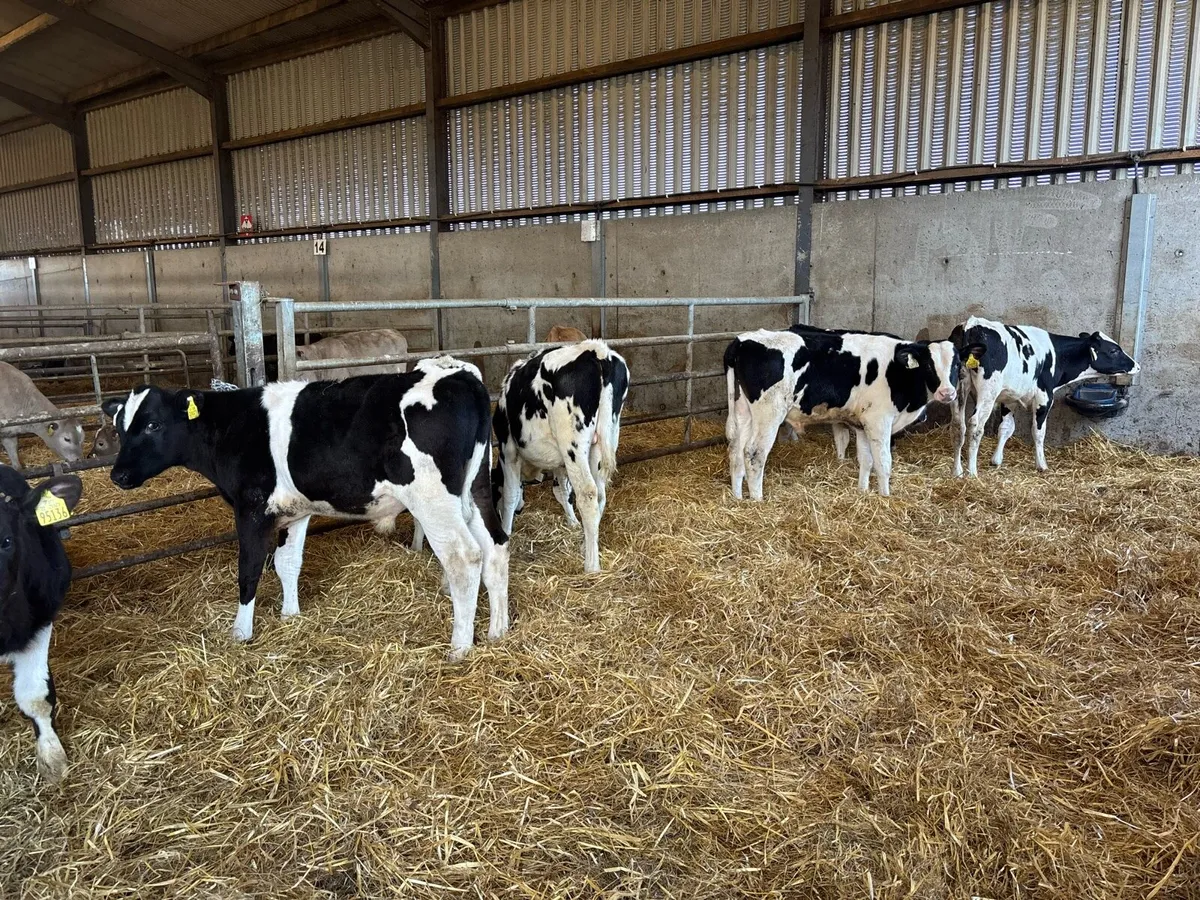 8 super British Frisian bull weanlings - Image 3