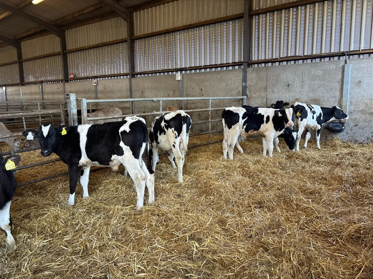 8 super British Frisian bull weanlings - Image 4