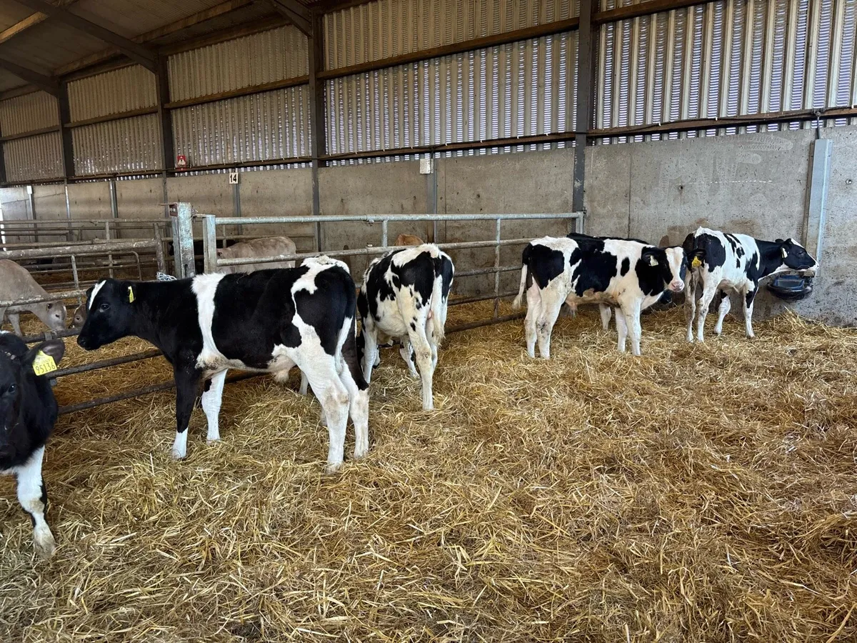8 super British Frisian bull weanlings - Image 2