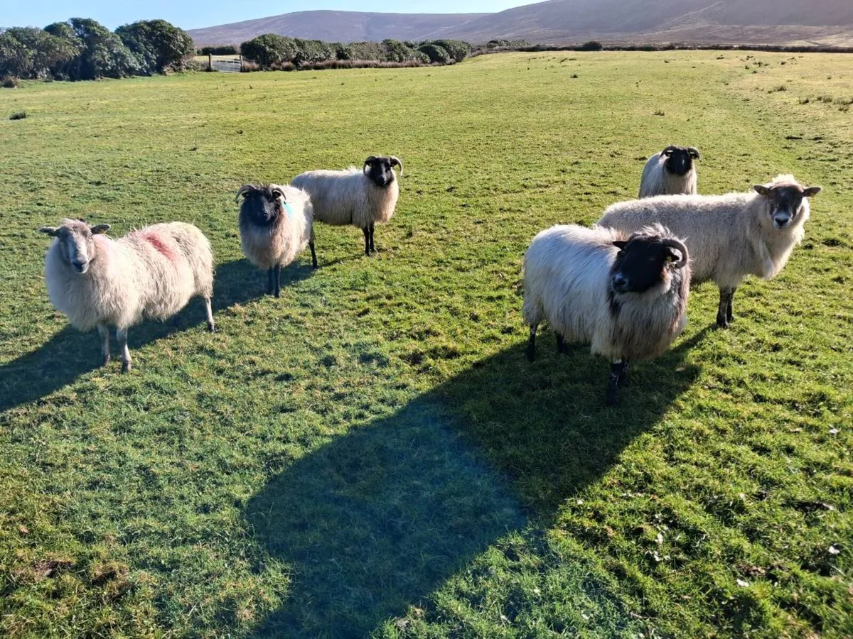 6 Dry Sheep - Image 1