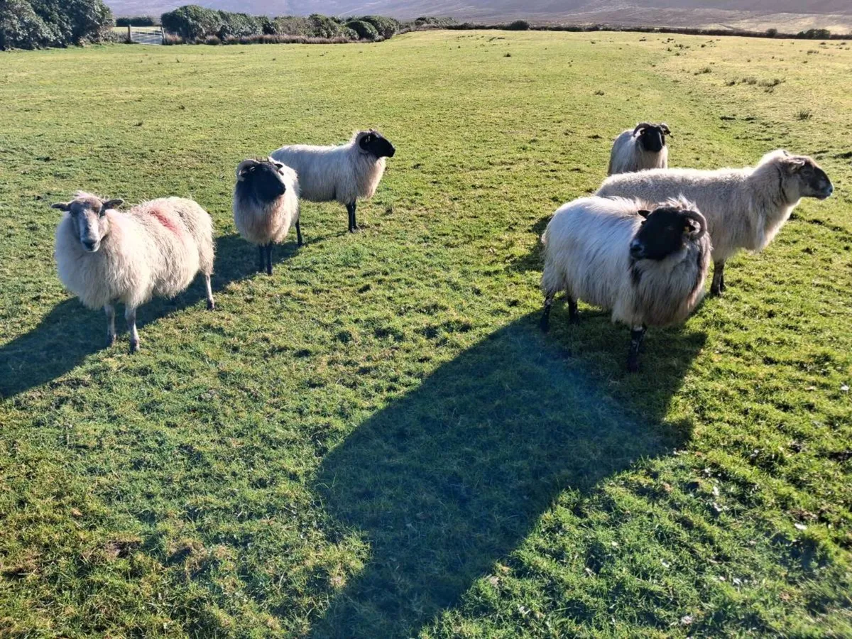 6 Dry Sheep - Image 2